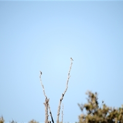 Microeca fascinans at Surfside, NSW - 18 Apr 2025 09:35 AM