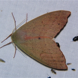 Arhodia lasiocamparia at Bolivia, NSW - suppressed