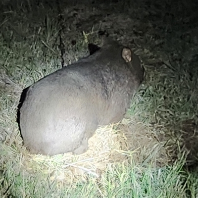 Vombatus ursinus (Common wombat, Bare-nosed Wombat) at Queanbeyan East, NSW - 22 Apr 2025 by NathanaelC