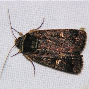 Proteuxoa hydraecioides at Bolivia, NSW - suppressed