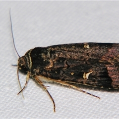 Proteuxoa hydraecioides at Bolivia, NSW - suppressed