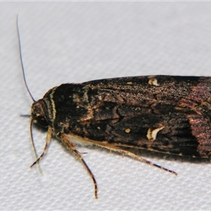 Proteuxoa hydraecioides at Bolivia, NSW - suppressed