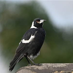 Gymnorhina tibicen (Australian Magpie) at Tahmoor, NSW - Yesterday by Freebird