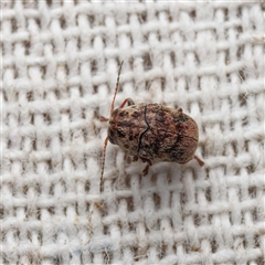 Elaphodes signifer (Leaf beetle) by DPRees125