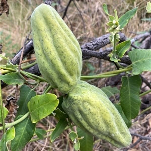 Araujia sericifera at Ainslie, ACT - 23 Apr 2025 10:47 AM