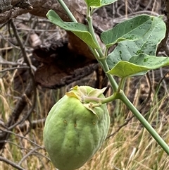 Araujia sericifera at Ainslie, ACT - 23 Apr 2025 10:47 AM
