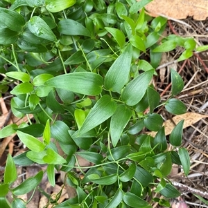 Asparagus asparagoides at Ainslie, ACT - 23 Apr 2025 10:18 AM