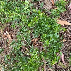 Asparagus asparagoides at Ainslie, ACT - 23 Apr 2025 10:18 AM