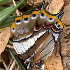 Charaxes sempronius (Tailed Emperor) at Ainslie, ACT - Today by SteveBorkowskis