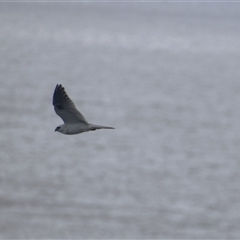 Elanus axillaris at Coffs Harbour, NSW - 11 Apr 2025 10:24 AM