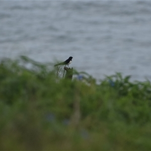Rhipidura leucophrys (Willie Wagtail) at Coffs Harbour, NSW - 11 Apr 2025 by LyndalT