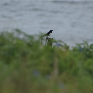 Rhipidura leucophrys at Coffs Harbour, NSW - 11 Apr 2025 10:25 AM