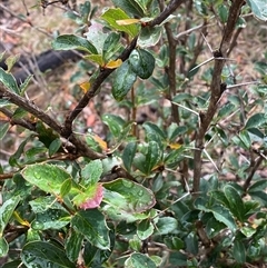 Berberis vulgaris (Barberry Bush) at Campbell, ACT - Yesterday by SteveBorkowskis