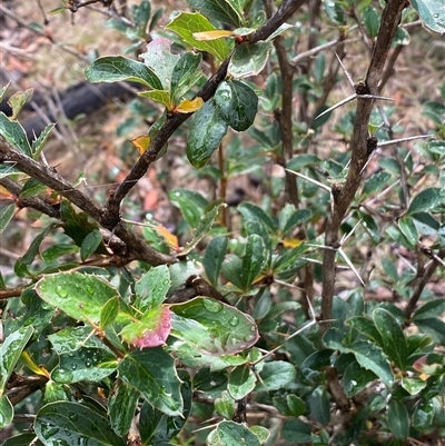 Berberis vulgaris (Barberry Bush) at Campbell, ACT - Yesterday by SteveBorkowskis