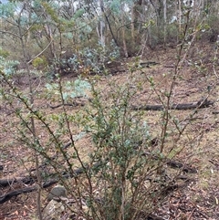 Berberis vulgaris at Campbell, ACT - 23 Apr 2025 12:47 PM