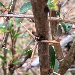 Berberis vulgaris at Campbell, ACT - 23 Apr 2025 12:47 PM