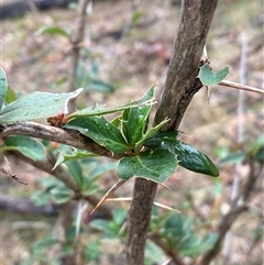 Berberis vulgaris at Campbell, ACT - 23 Apr 2025 12:47 PM