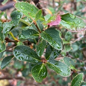 Berberis vulgaris at Campbell, ACT - 23 Apr 2025 12:47 PM