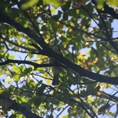 Unverified Honeyeater at Repton, NSW - 13 Apr 2025 by LyndalT