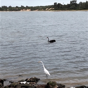 Ardea alba at Lakes Entrance, VIC - 23 Apr 2025 01:13 PM