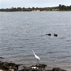 Ardea alba at Lakes Entrance, VIC - 23 Apr 2025 01:13 PM