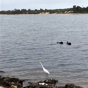 Ardea alba at Lakes Entrance, VIC - 23 Apr 2025 01:13 PM