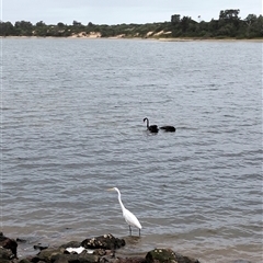Ardea alba at Lakes Entrance, VIC - 23 Apr 2025 01:13 PM