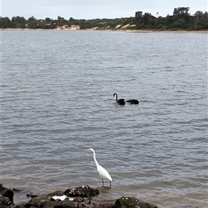 Ardea alba at Lakes Entrance, VIC - 23 Apr 2025 01:13 PM