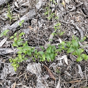 Asparagus asparagoides at Lakes Entrance, VIC - Today by DrDJDavidJ