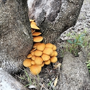 Gymnopilus sp. at Lakes Entrance, VIC - Today by DrDJDavidJ