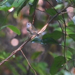 Gerygone mouki at Repton, NSW - 13 Apr 2025 09:14 AM
