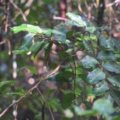 Gerygone mouki at Repton, NSW - 13 Apr 2025 09:14 AM
