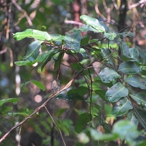 Gerygone mouki at Repton, NSW - 13 Apr 2025 09:14 AM