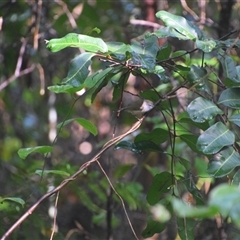 Gerygone mouki at Repton, NSW - 13 Apr 2025 09:14 AM