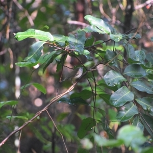 Gerygone mouki at Repton, NSW - 13 Apr 2025 09:14 AM