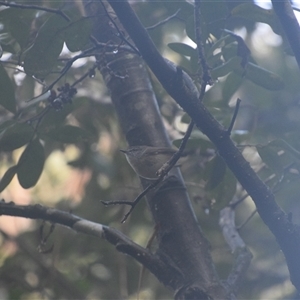 Gerygone mouki at Repton, NSW - 13 Apr 2025 09:43 AM