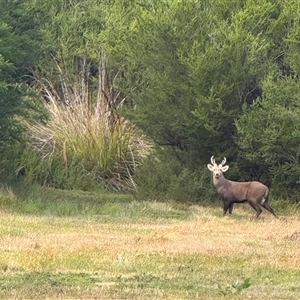 Cervus sp. (genus) at Yanakie, VIC - Today by Louisab