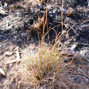 Themeda triandra at Hawker, ACT - 17 Apr 2025 by Jennybach