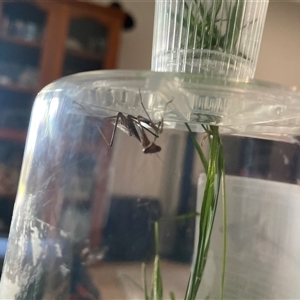 Mantodea (order) at Drayton, QLD - 23 Apr 2025 02:42 PM