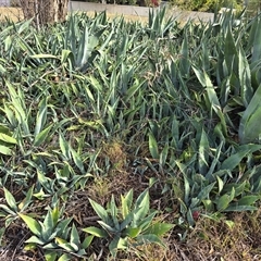 Agave americana at Farrer, ACT - 23 Apr 2025 02:51 PM