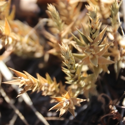 Melichrus urceolatus (Urn Heath) at Hawker, ACT - 17 Apr 2025 by Jennybach