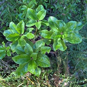 Pittosporum revolutum at Caparra, NSW - 20 Apr 2025 11:44 AM