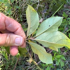 Pittosporum revolutum at Caparra, NSW - 20 Apr 2025 11:44 AM