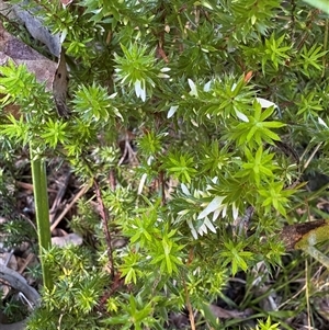 Leucopogon or Styphelia sp. at Caparra, NSW - 20 Apr 2025 by maznee