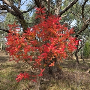 Pistacia chinensis at Farrer, ACT - Today by Mike