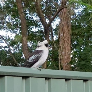 Dacelo novaeguineae at Pendle Hill, NSW - suppressed