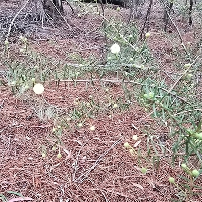 Acacia ulicifolia (Prickly Moses) at Isaacs, ACT - 23 Apr 2025 by Mike