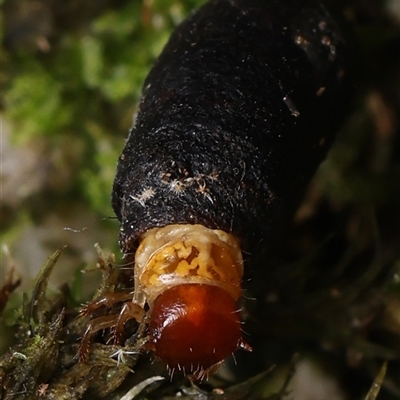 Cryptocephalinae (sub-family) (A case-bearing leaf beetle) by debhart