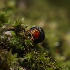 Cryptocephalinae (sub-family) at suppressed - suppressed