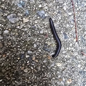 Ommatoiulus moreleti at Isaacs, ACT - 23 Apr 2025 04:57 PM